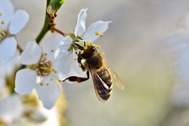 jardinerie-SALERNES-min_bee-4092986